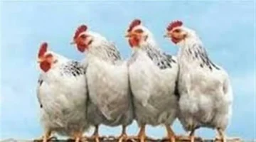 أسعار الفراخ البيضاء في بورصة الدواجن المصرية تستقر الأربعاء 17 ديسمبر 2025 1